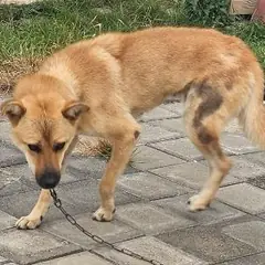 창녕군 갈색 믹스견 암컷
