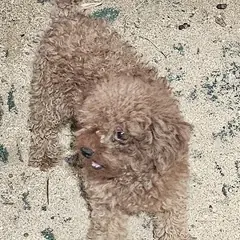 창녕군 갈색 믹스견 수컷
