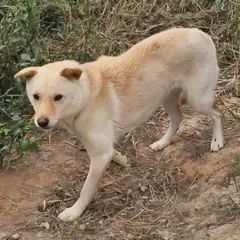 창녕군 흰색 믹스견 암컷