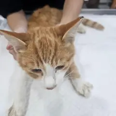 창녕군 레몬색&흰색 한국 고양이 수컷