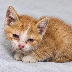 창녕군 레몬색&흰색 한국 고양이 암컷