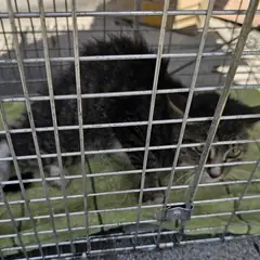 창녕군 평행·전체·부분줄무늬 한국 고양이 암컷