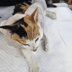 창녕군 검은색흰색황토색조합 한국 고양이 암컷