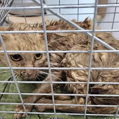 창녕군 레몬색&흰색 한국 고양이 수컷