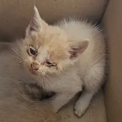 창녕군 레몬색&흰색 한국 고양이 암컷