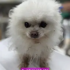 고성군 흰색 포메라니안 수컷