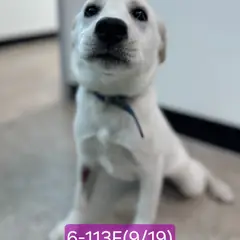 고성군 흰색 믹스견 암컷