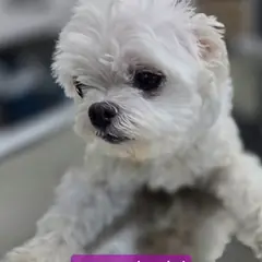 고성군 흰색 말티즈 암컷