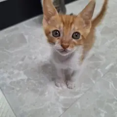 남해군 레몬색&흰색 한국 고양이 암컷