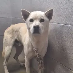 남해군 흰색 진도견 수컷