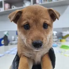 남해군 갈색&흰색 믹스견 암컷