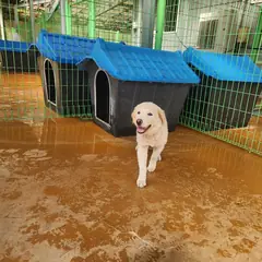 하동군 흰색 믹스견 암컷