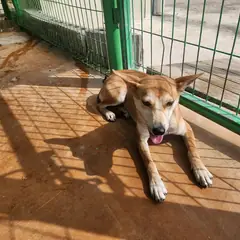 하동군 갈색 믹스견 암컷