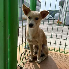 하동군 갈색 믹스견 암컷