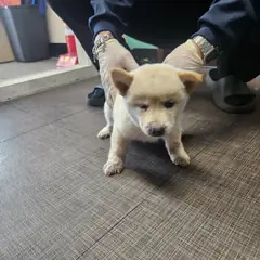 하동군 흰색 믹스견 암컷