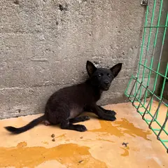 하동군 검정색 믹스견 암컷