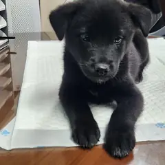 하동군 검정색 믹스견 암컷