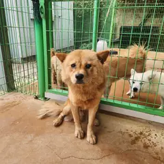 하동군 갈색 믹스견 수컷