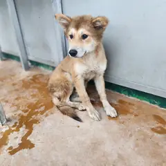 하동군 갈색 믹스견 수컷