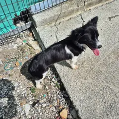 산청군 검정&흰색 믹스견 암컷