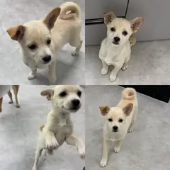 함양군 크림색 믹스견 암컷
