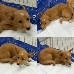함양군 황갈색 믹스견 암컷