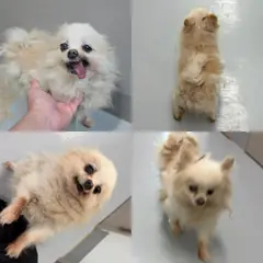 함양군 크림색 포메라니안 암컷