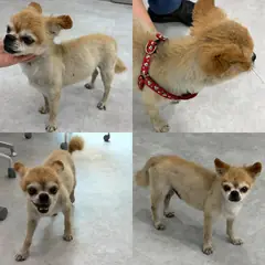 함양군 금갈색 믹스견 수컷