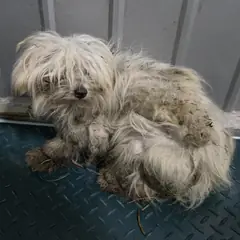 함양군 흰색 믹스견 수컷