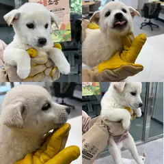 함양군 흰색 믹스견 수컷