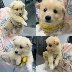 함양군 크림색 믹스견 수컷