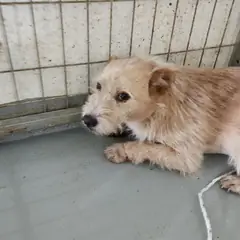 거창군 흰색 믹스견 수컷