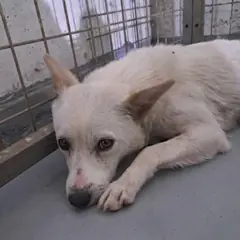 거창군 흰색 믹스견 암컷