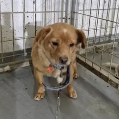 거창군 갈색 믹스견 암컷