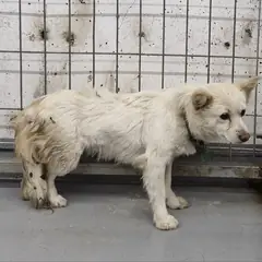거창군 흰색 믹스견 암컷