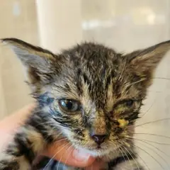 거창군 검은색흰색황토색조합 한국 고양이 수컷