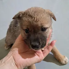 거창군 갈색 믹스견 암컷
