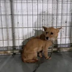 거창군 갈색 믹스견 암컷