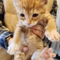 거창군 레몬색&흰색 한국 고양이 수컷