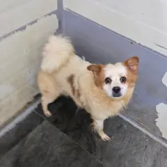 합천군 갈색 믹스견 암컷
