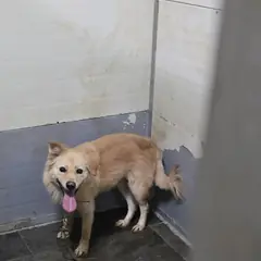 합천군 갈색 믹스견 수컷