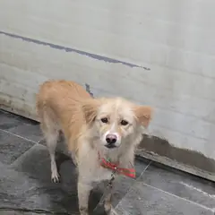 합천군 갈색 믹스견 수컷