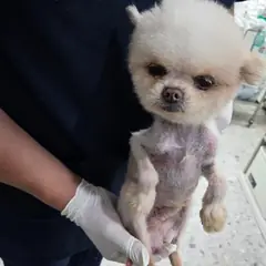 합천군 흰색 믹스견 수컷