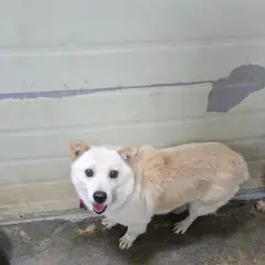 합천군 갈색 믹스견 수컷