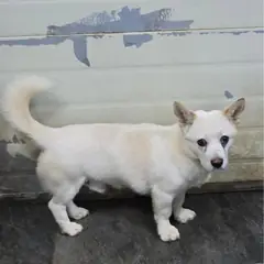 합천군 흰색 믹스견 수컷