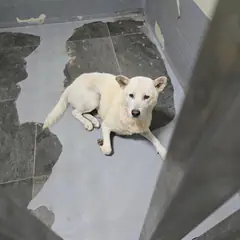 합천군 흰색 믹스견 수컷