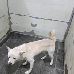 합천군 흰색 믹스견 수컷