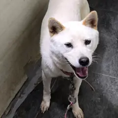 합천군 흰색 믹스견 암컷