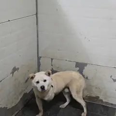 합천군 흰색 믹스견 수컷