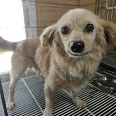 창원시 의창성산구 노란색 믹스견 암컷